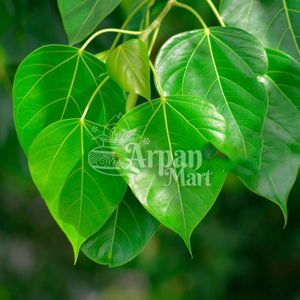 Bodhi (Raagi/Peepal) Leaves