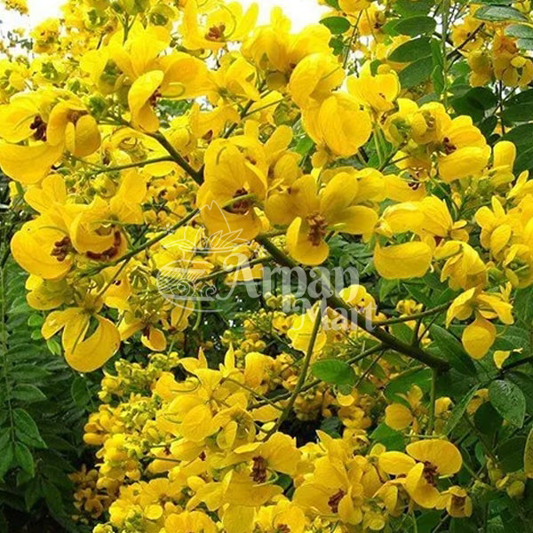 Senna Flower (Avarampoo) Leaves