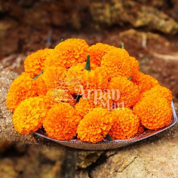 Marigold - Banthi (Orange)