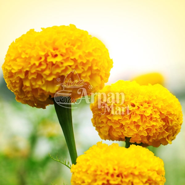 Marigold - Banthi (Yellow)