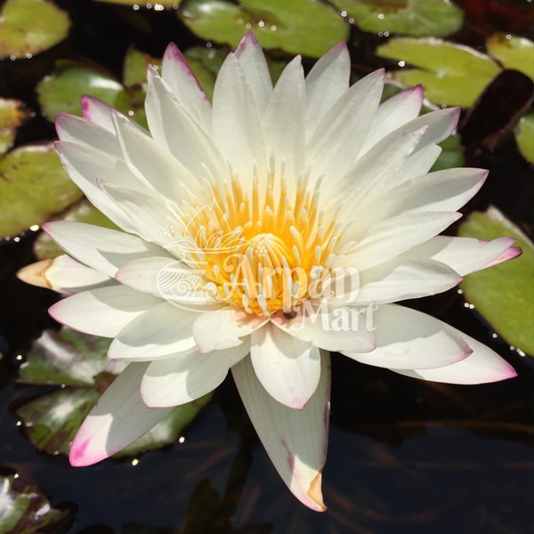 Lotus Flower (White)