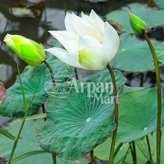 Lotus Flower (White)