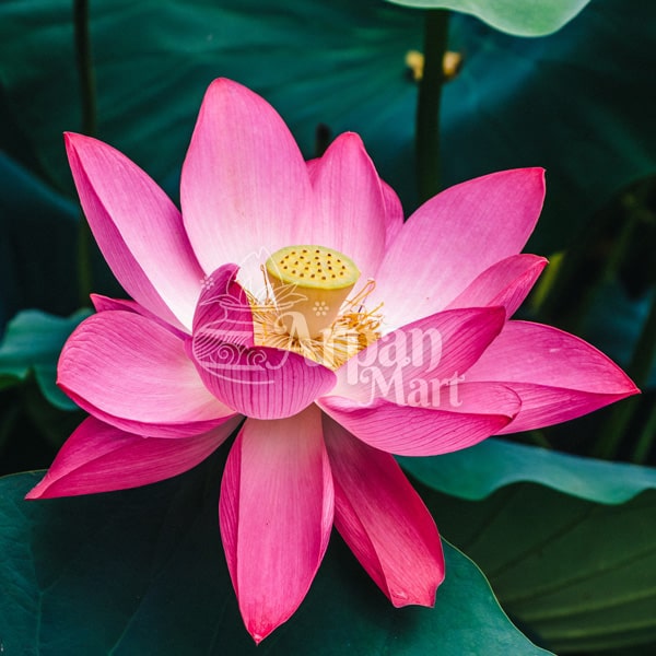 Lotus Flower (Pink)