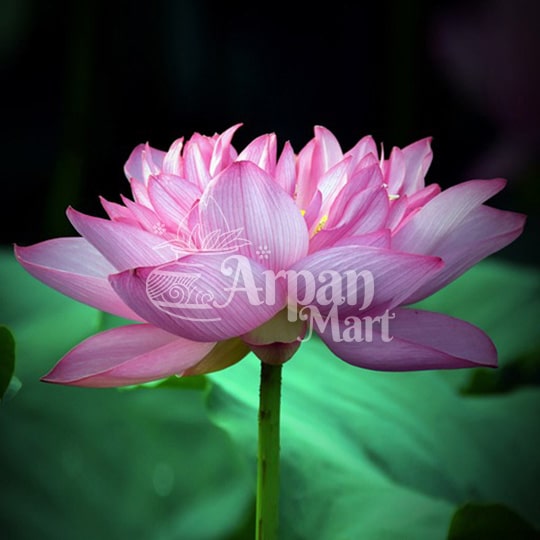 Lotus Flower (Pink)