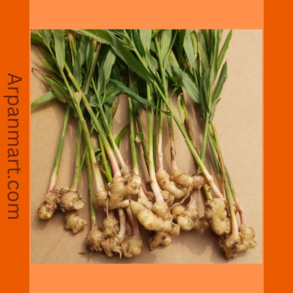 Ginger Root Plant Ginger Root Plant - Image 1