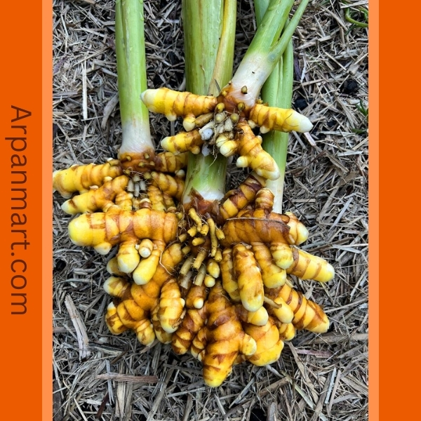 Turmeric Root Plant Turmeric Root Plant - Image 1